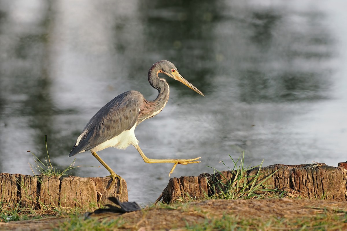 Garceta Tricolor - ML645568993