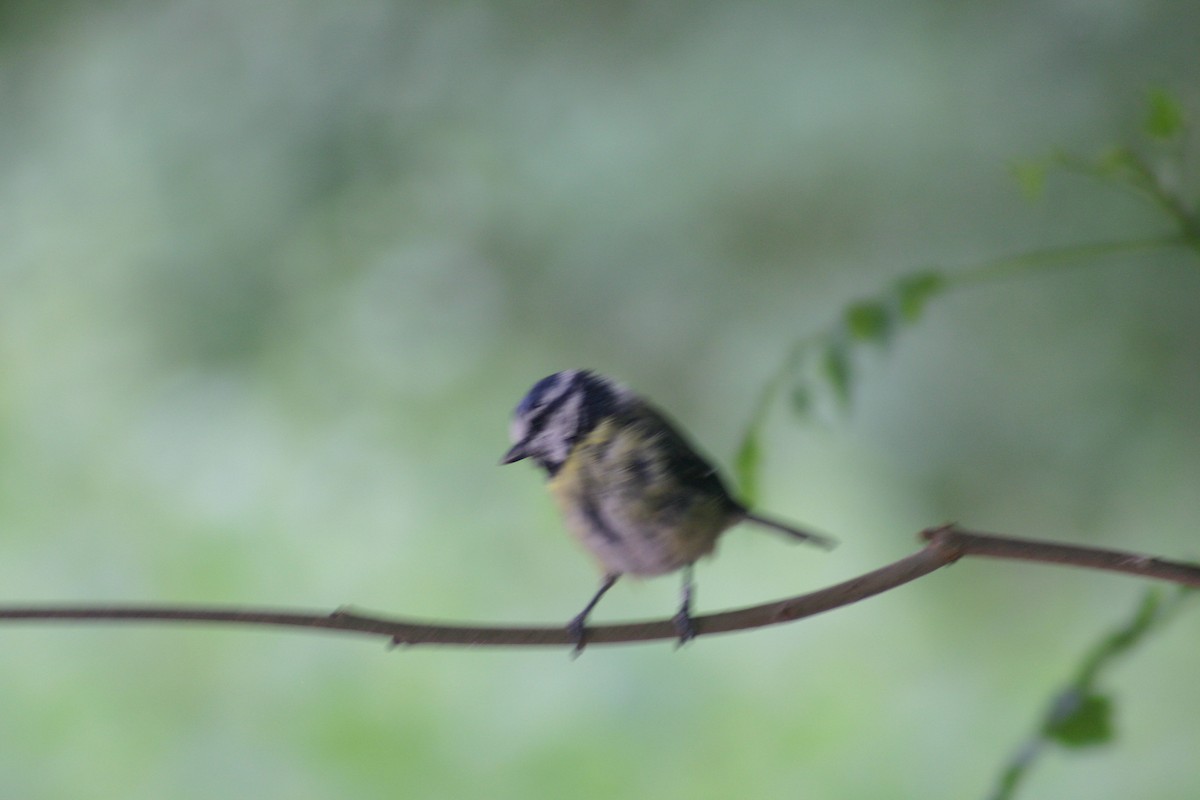 Herrerillo Común - ML645568995