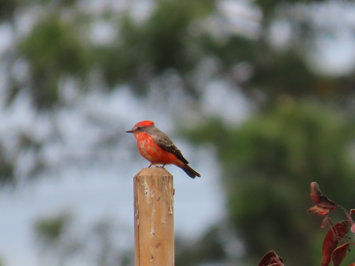 Mosquero Cardenal - ML645568996