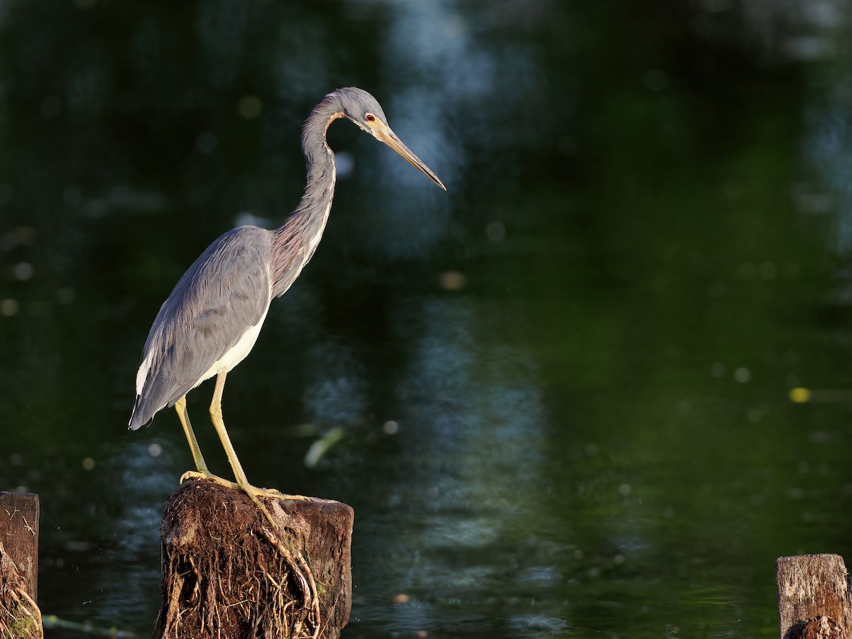 Garceta Tricolor - ML645568997