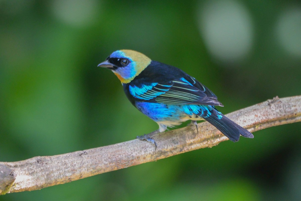 Golden-hooded Tanager - ML645568998