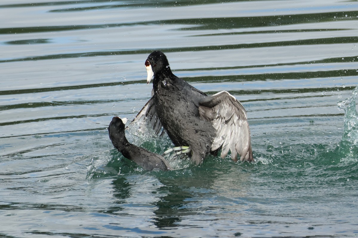 Focha Americana - ML645568999