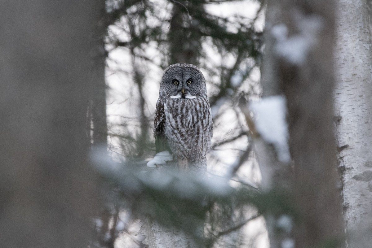 Cárabo Lapón - ML645569002
