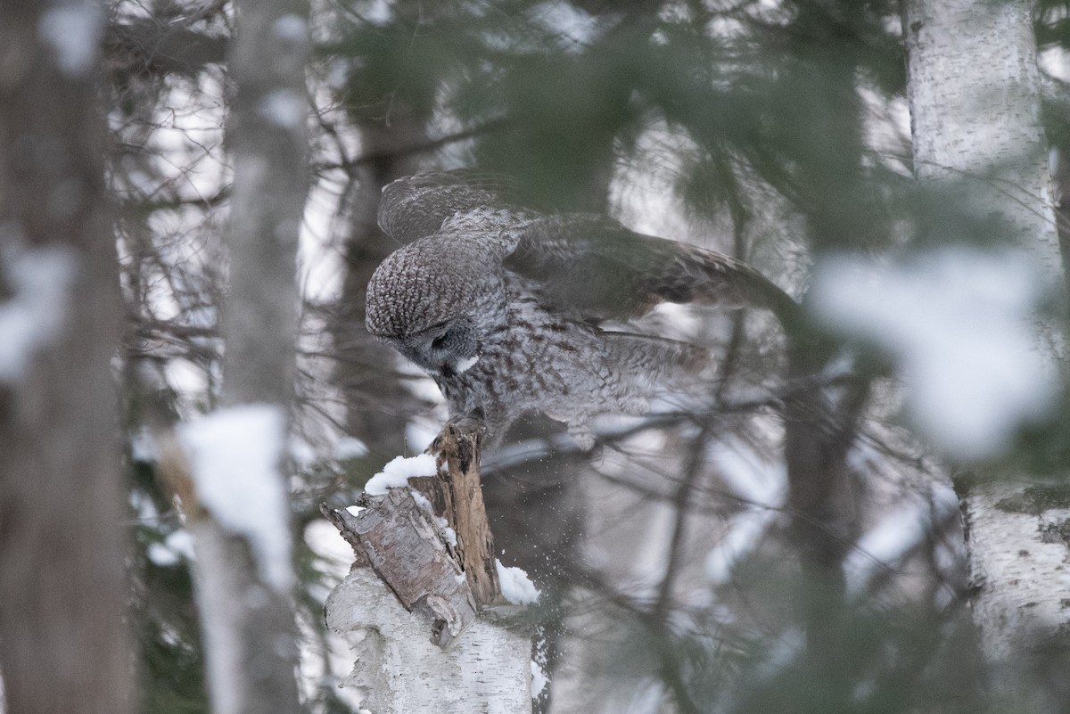 Cárabo Lapón - ML645569003