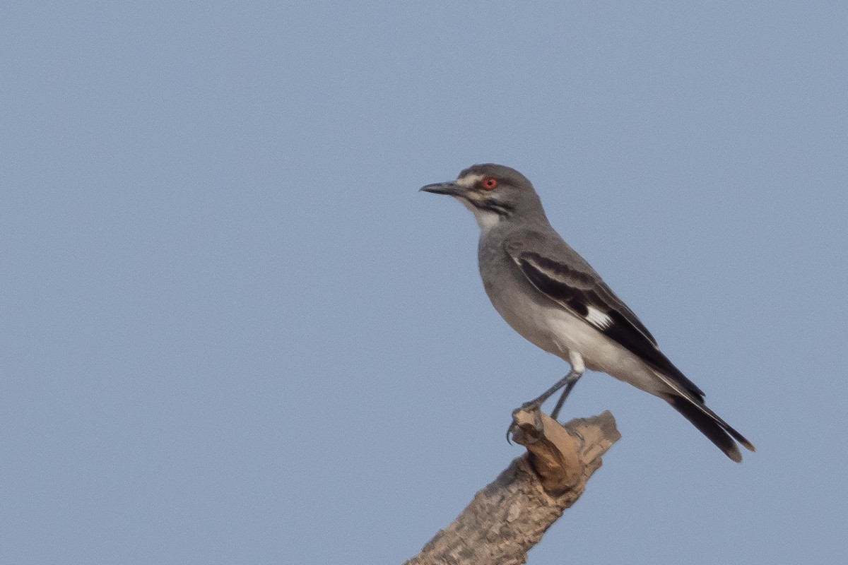 Monjita Gris - ML645569005