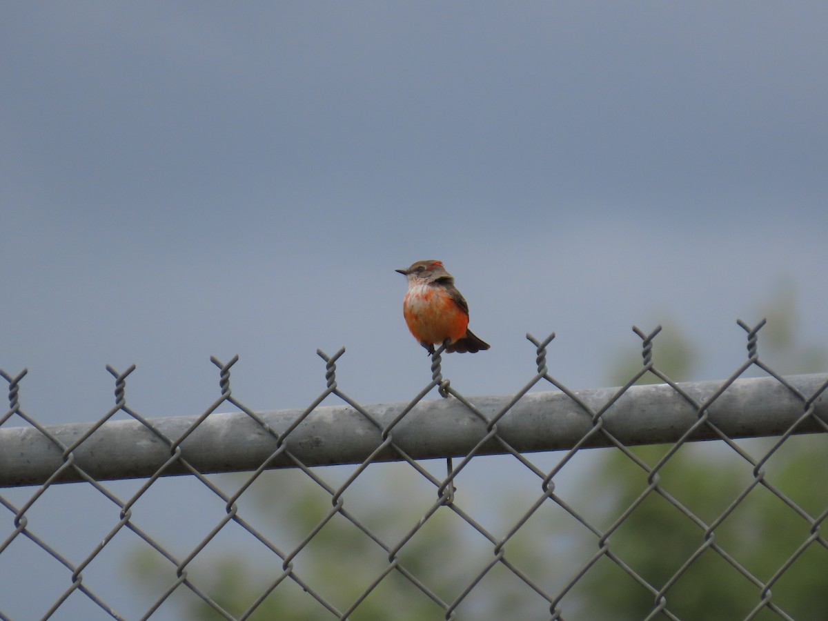 Mosquero Cardenal - ML645569006