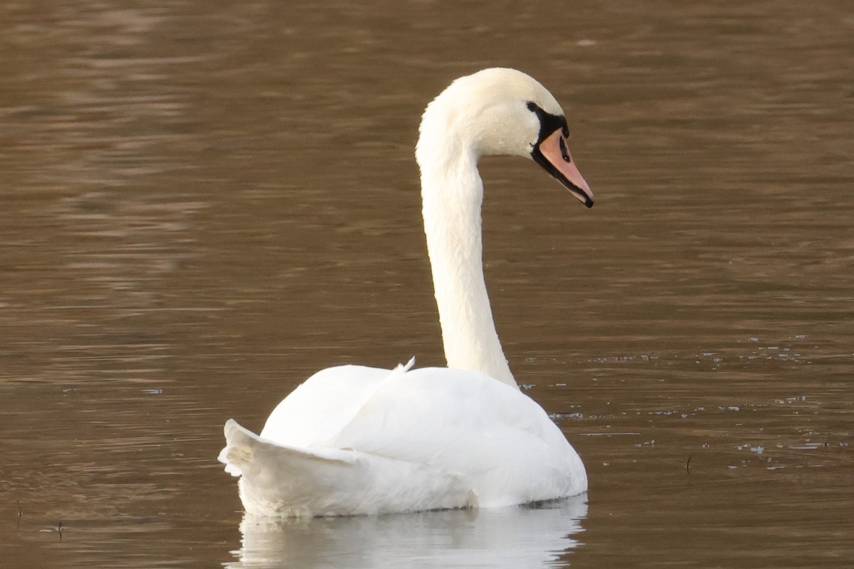 Cisne Vulgar - ML645569008