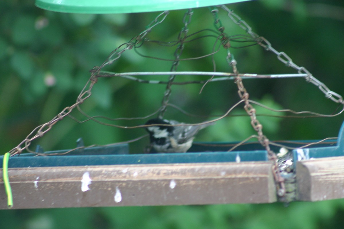 Carbonero Garrapinos - ML645569010