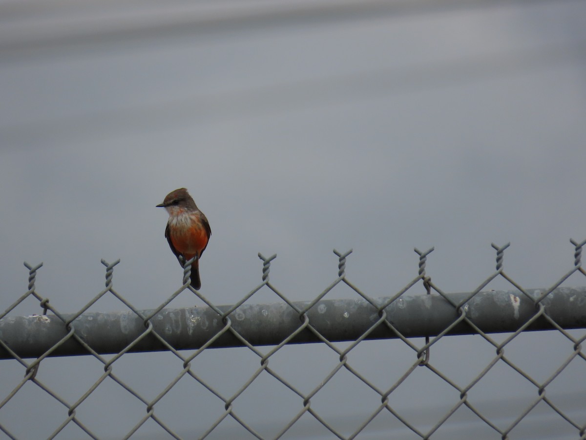 Mosquero Cardenal - ML645569011