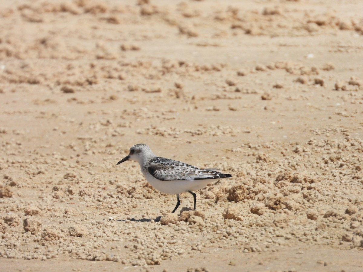 Correlimos Tridáctilo - ML645569013