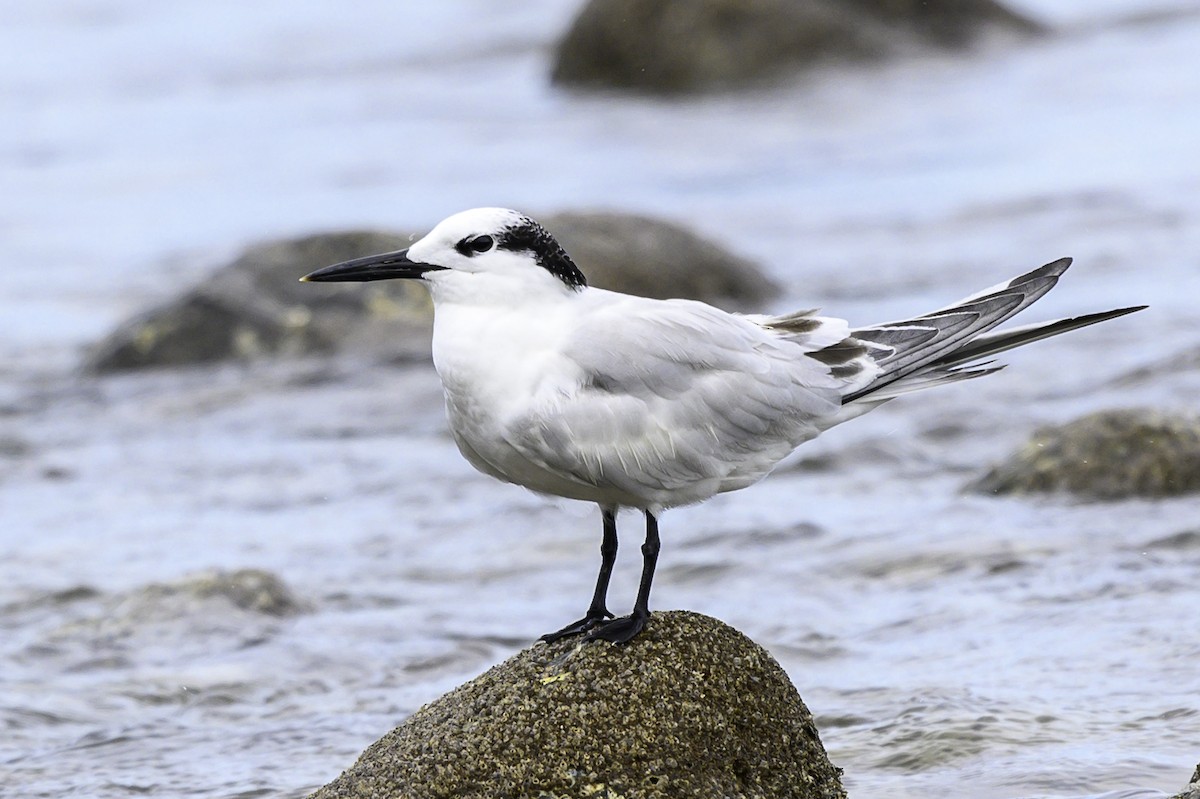 Charrán Patinegro - ML645569014