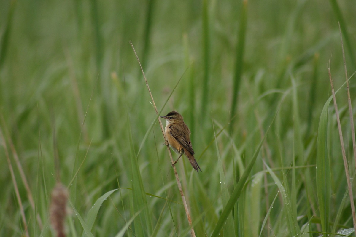 Carricerín Común - ML645569015