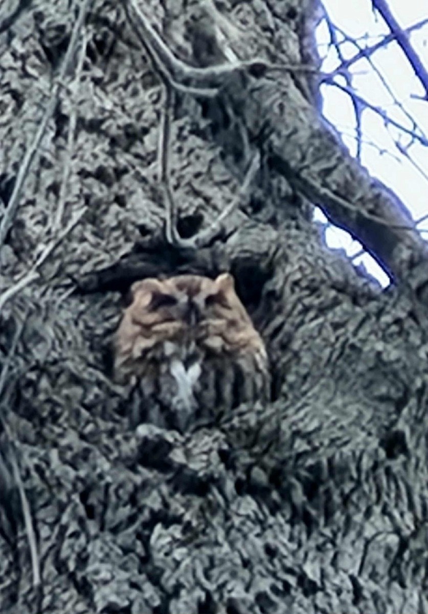 Autillo Yanqui - ML645569016