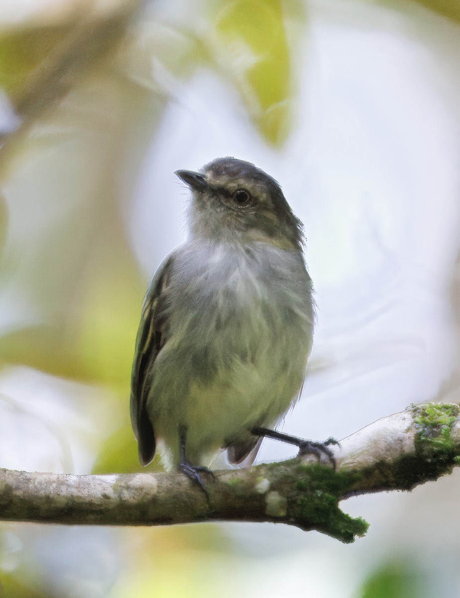 Mistletoe Tyrannulet - ML645569034