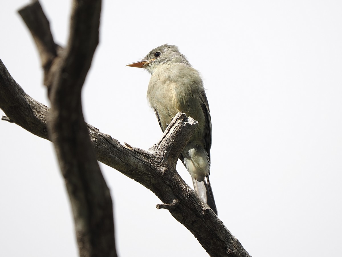 Greater Pewee - ML645569035