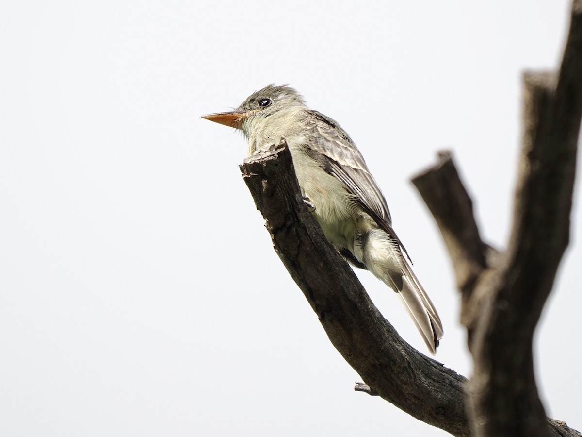 Greater Pewee - ML645569036