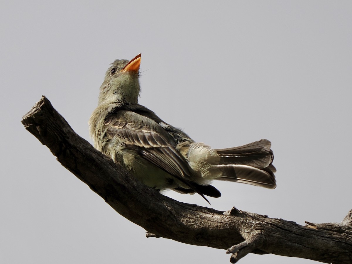 Greater Pewee - ML645569037