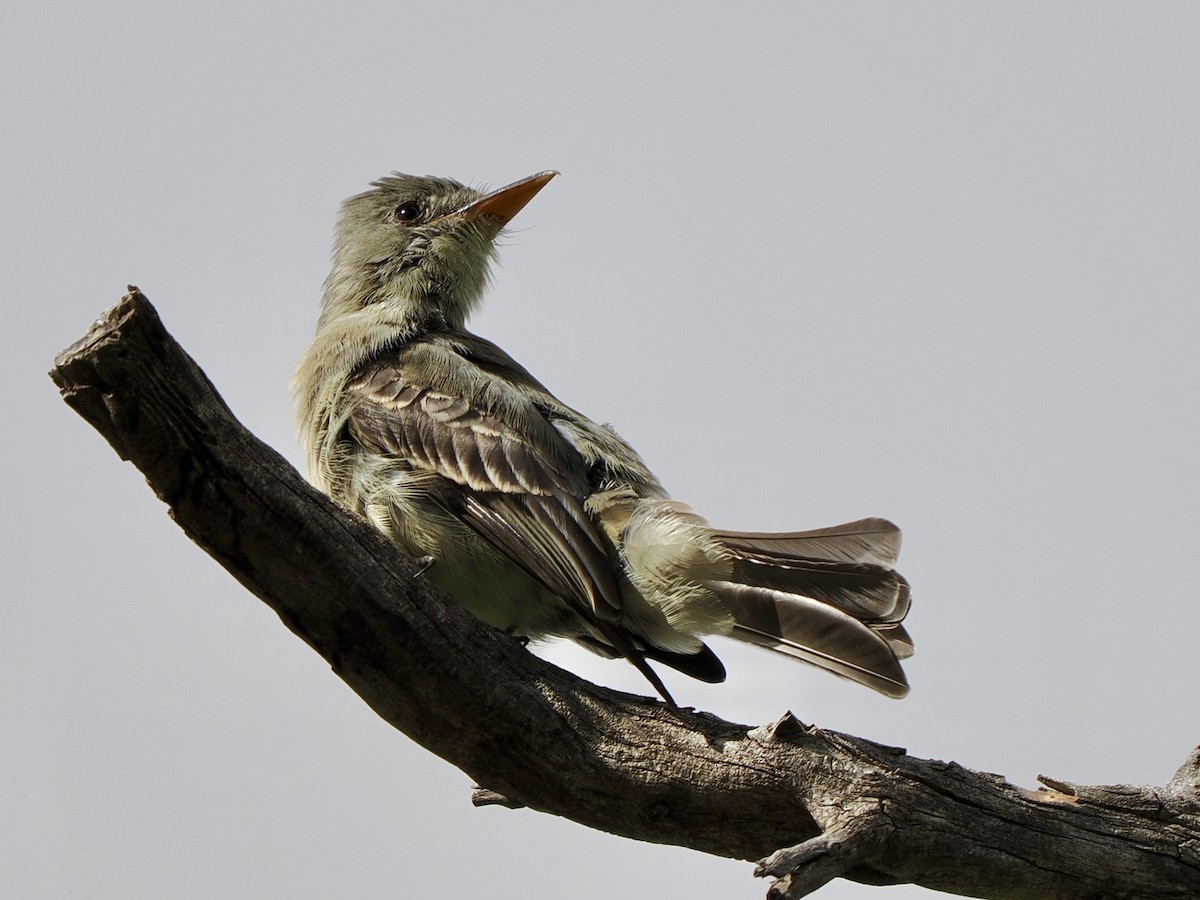 Greater Pewee - ML645569038
