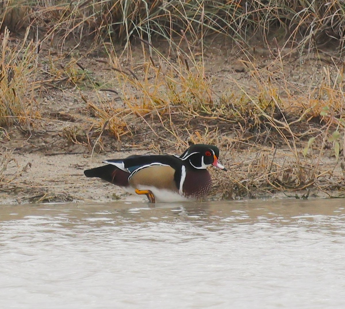 Anatra sposa - ML645569039