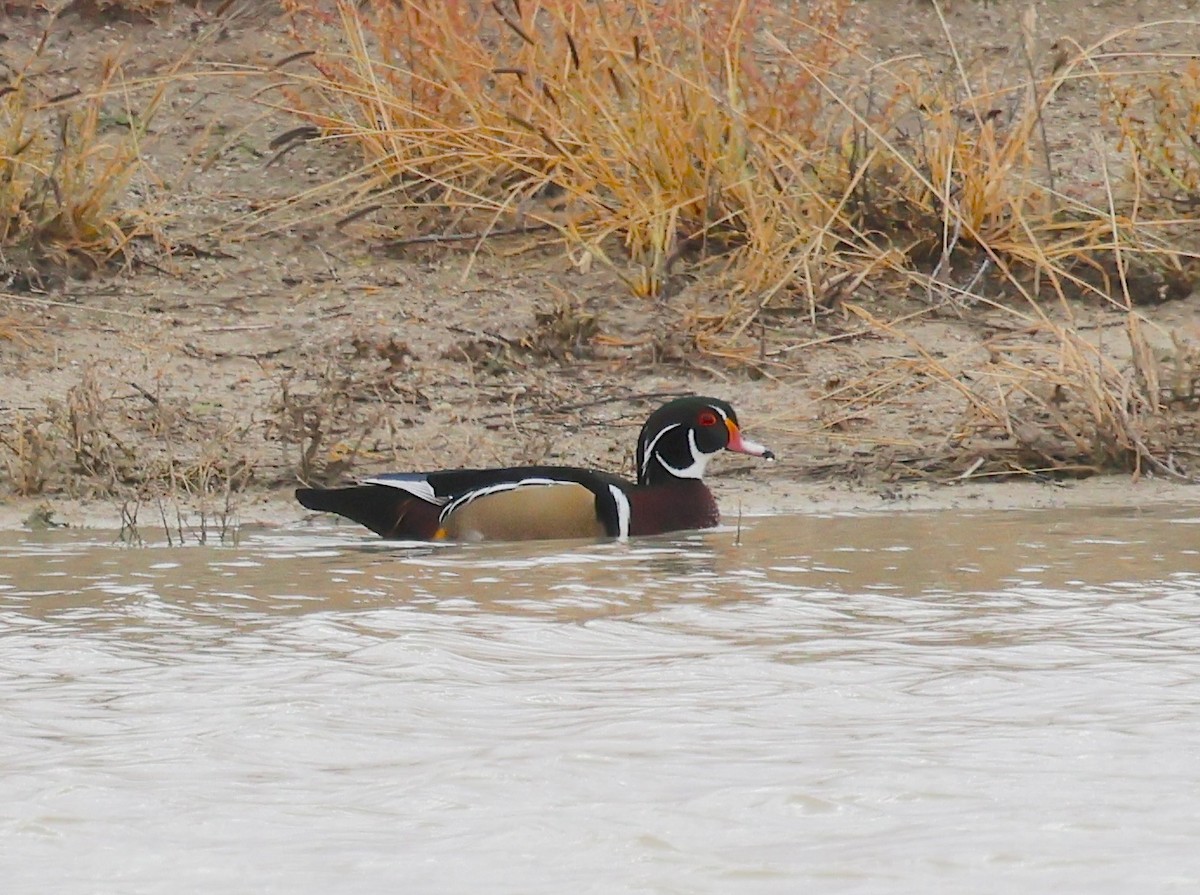 Anatra sposa - ML645569040