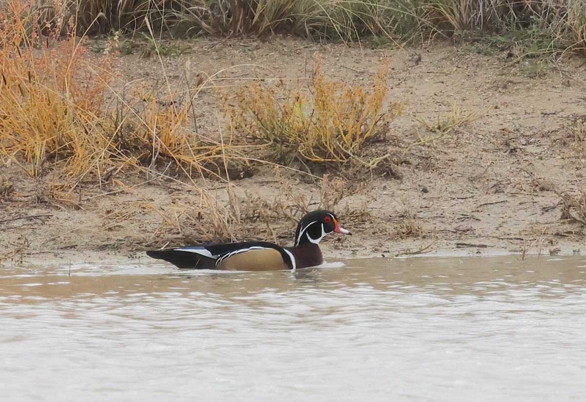 Anatra sposa - ML645569041