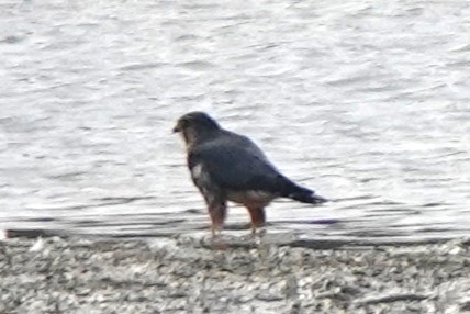 dřemlík tundrový - ML645569043