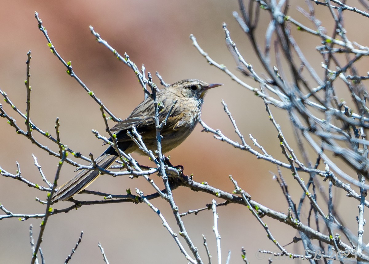 Streak-backed Canastero (Puna) - ML645569044
