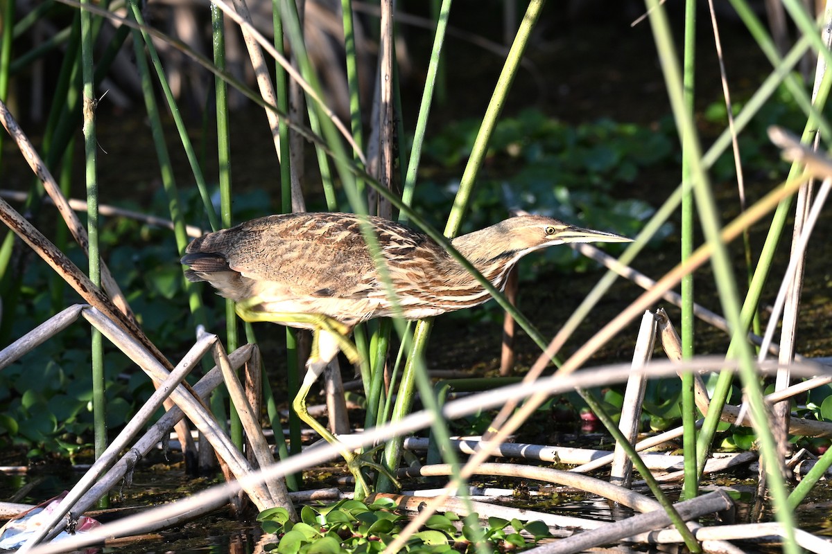 Бугай американський - ML645569051