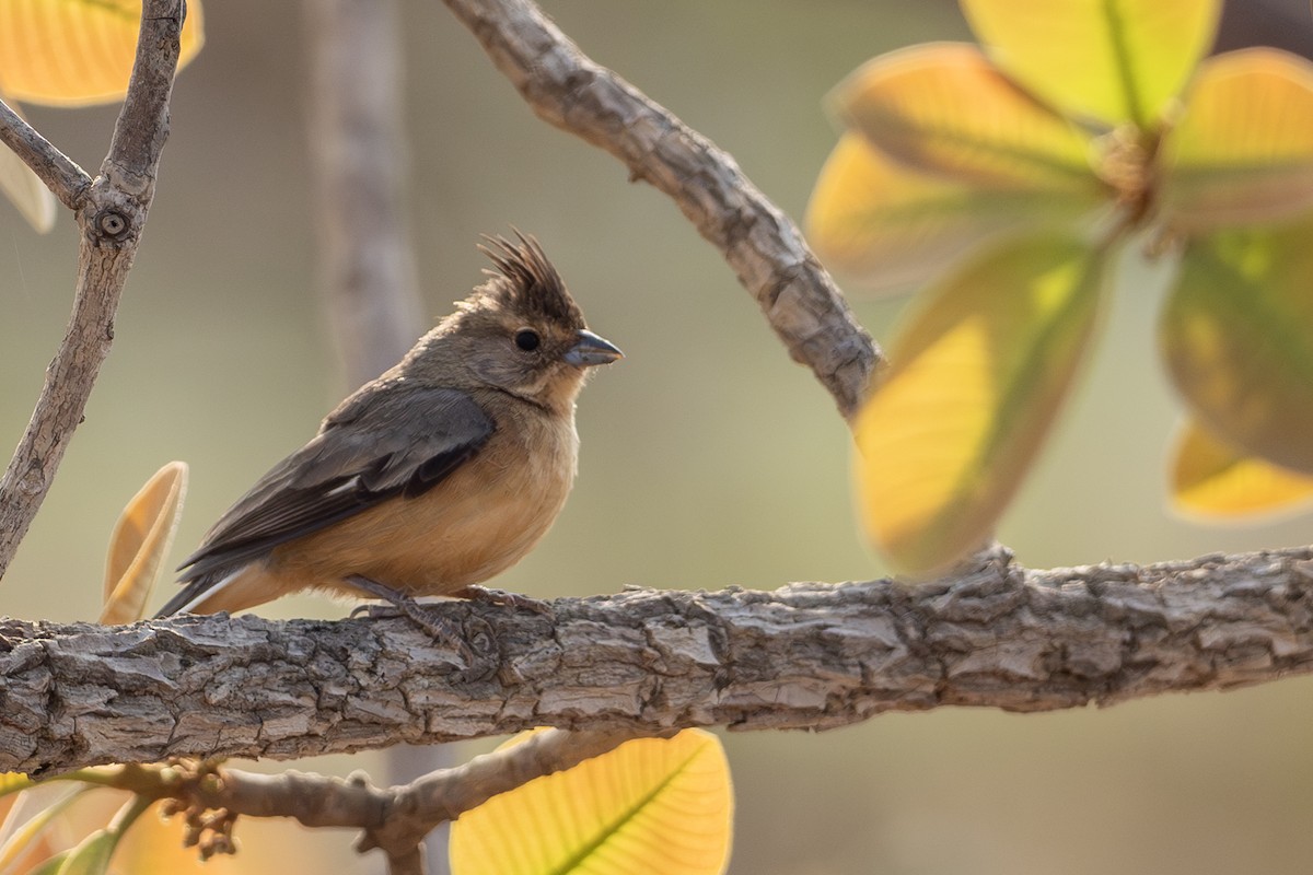Coal-crested Finch - ML645569066