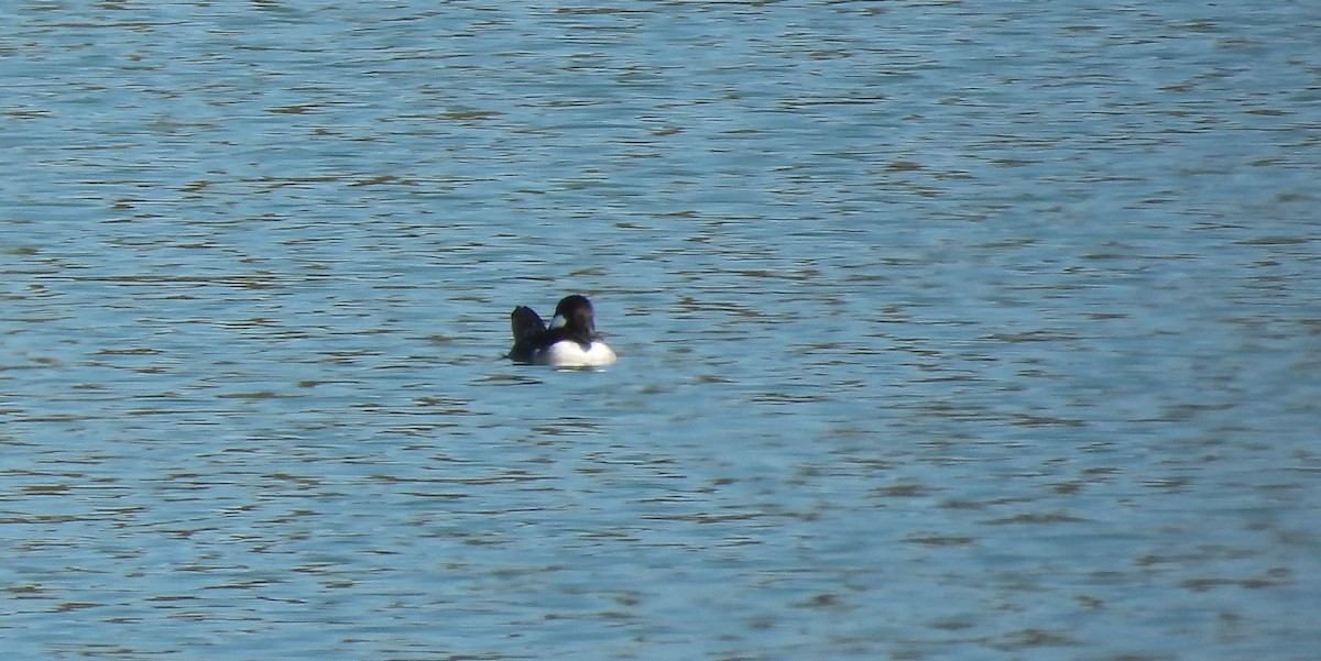 Petit Garrot - ML645569067