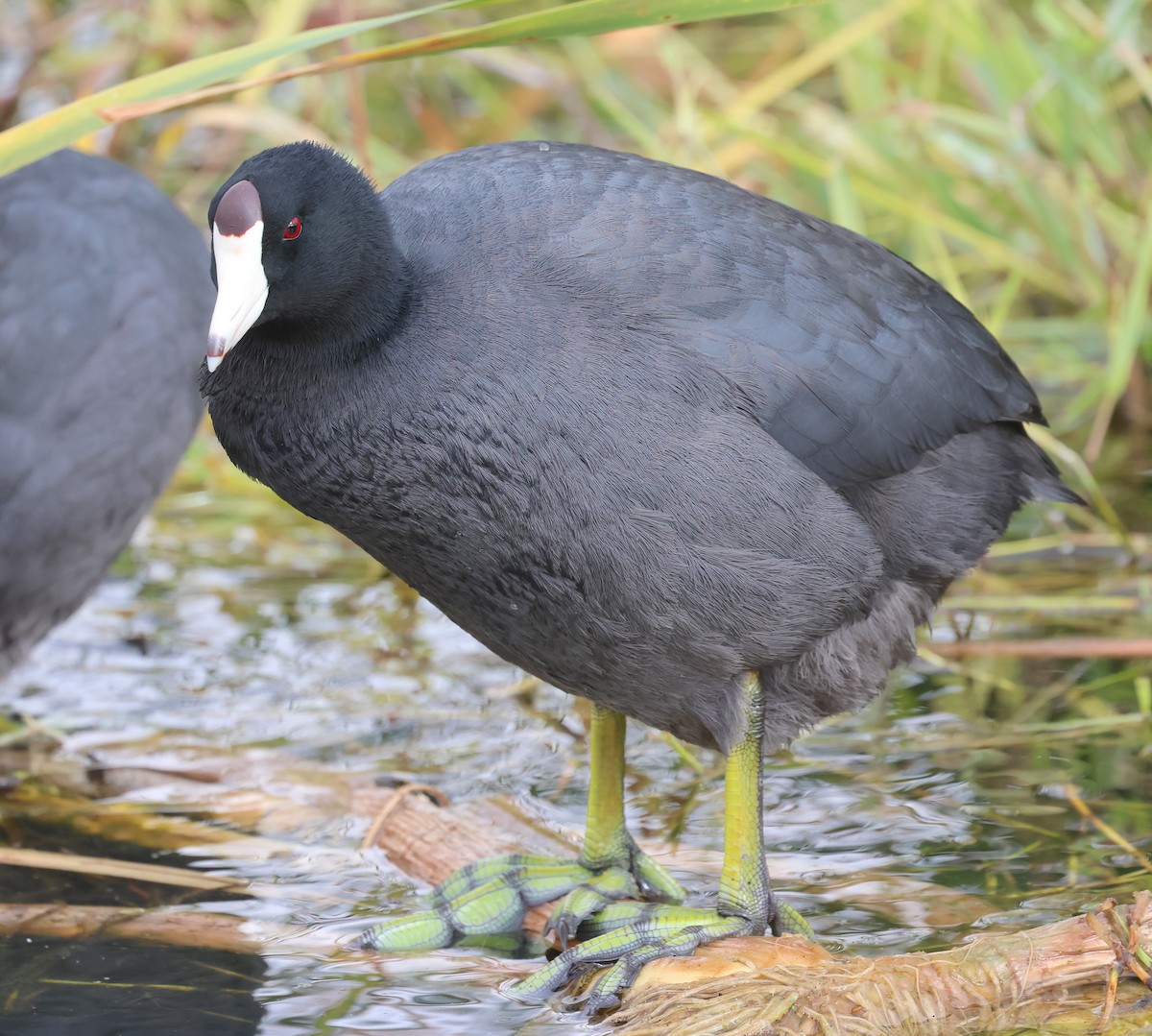 Focha Americana - ML645569069