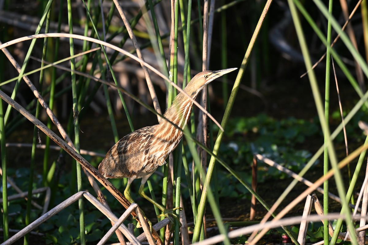 Бугай американський - ML645569070