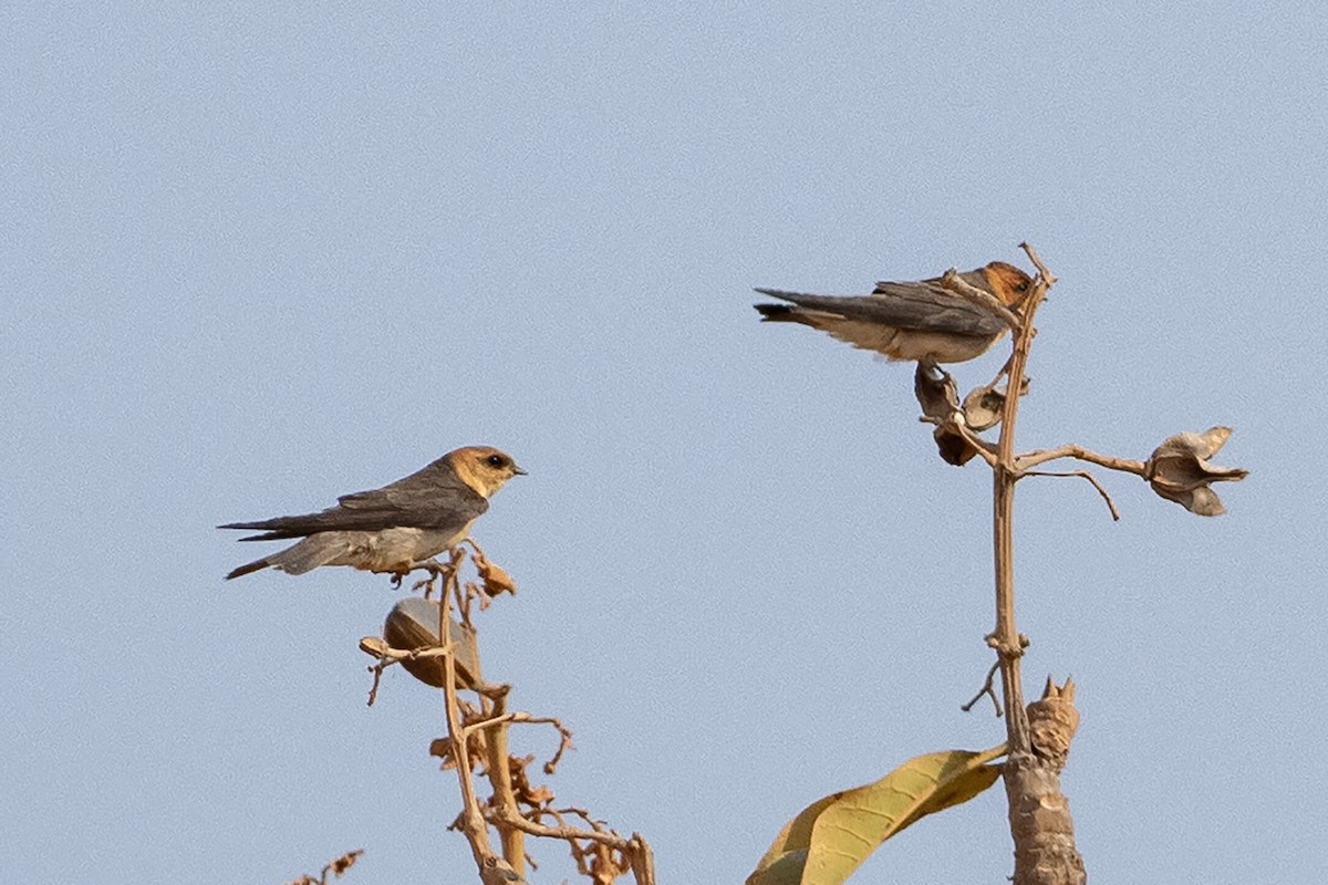 Tawny-headed Swallow - ML645569072
