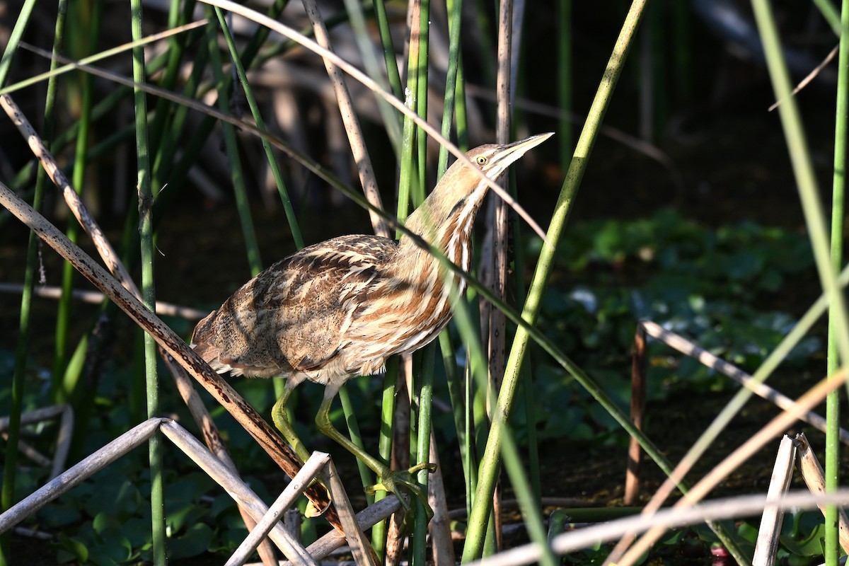 Бугай американський - ML645569085