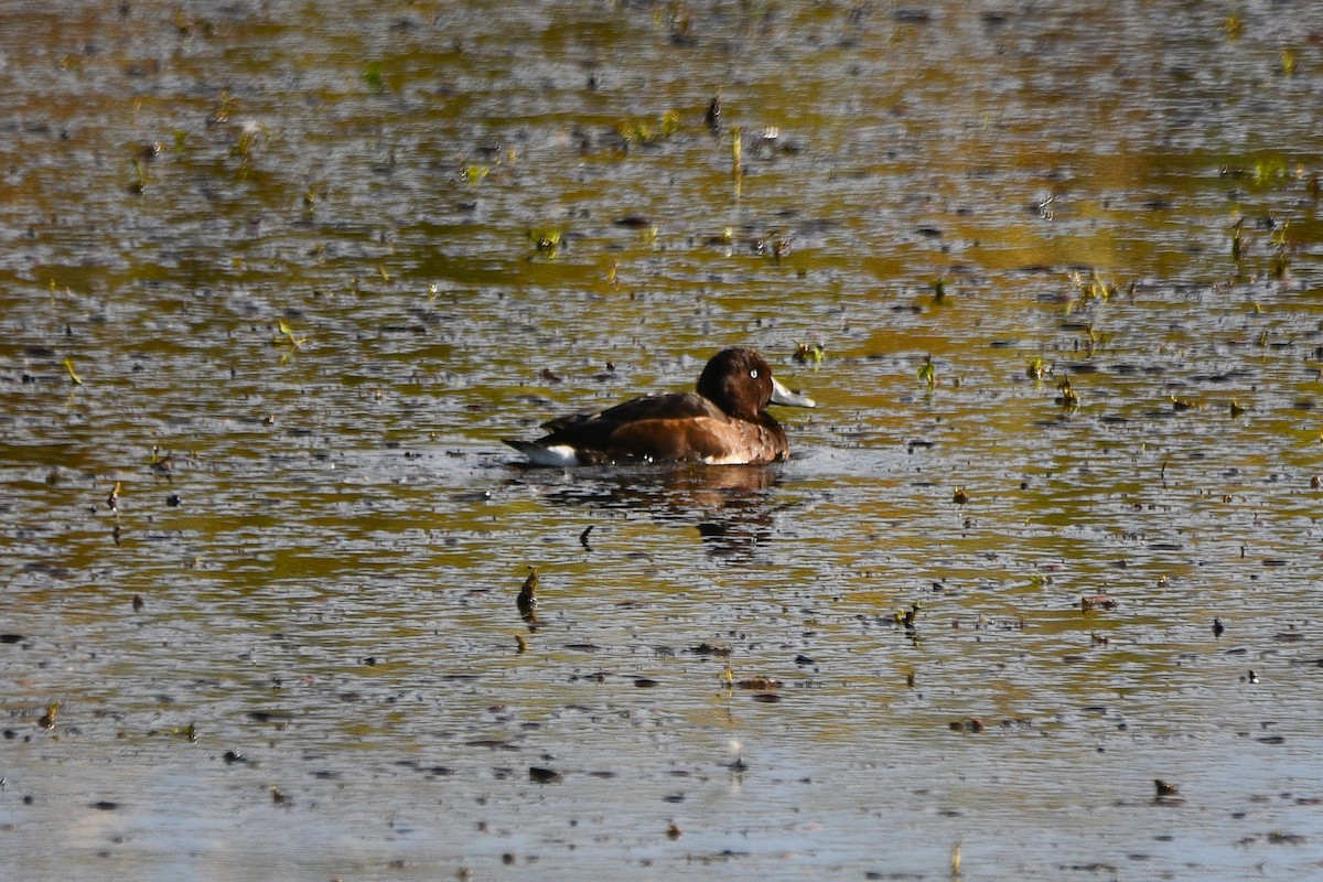 hvitøyeand - ML645569087