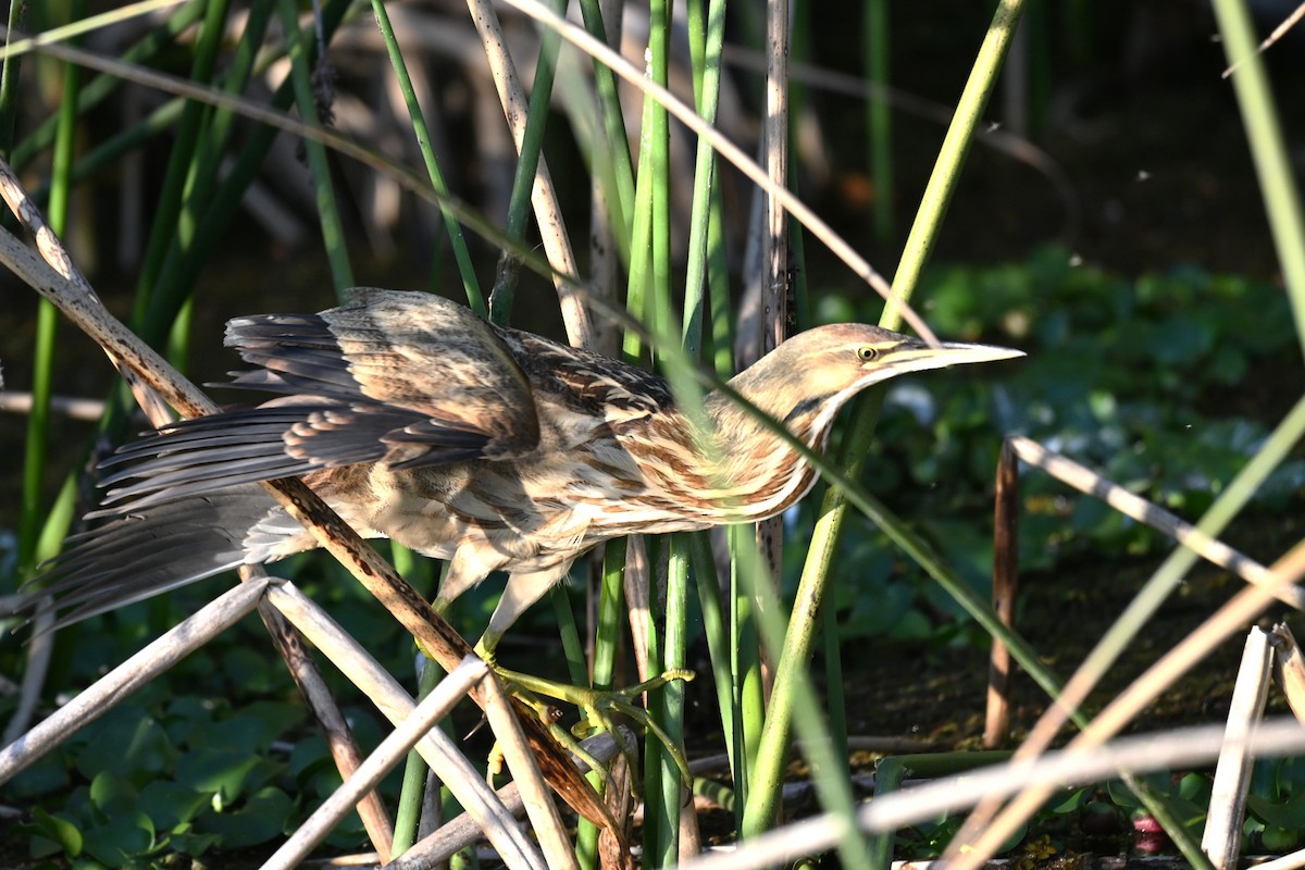 Бугай американський - ML645569099