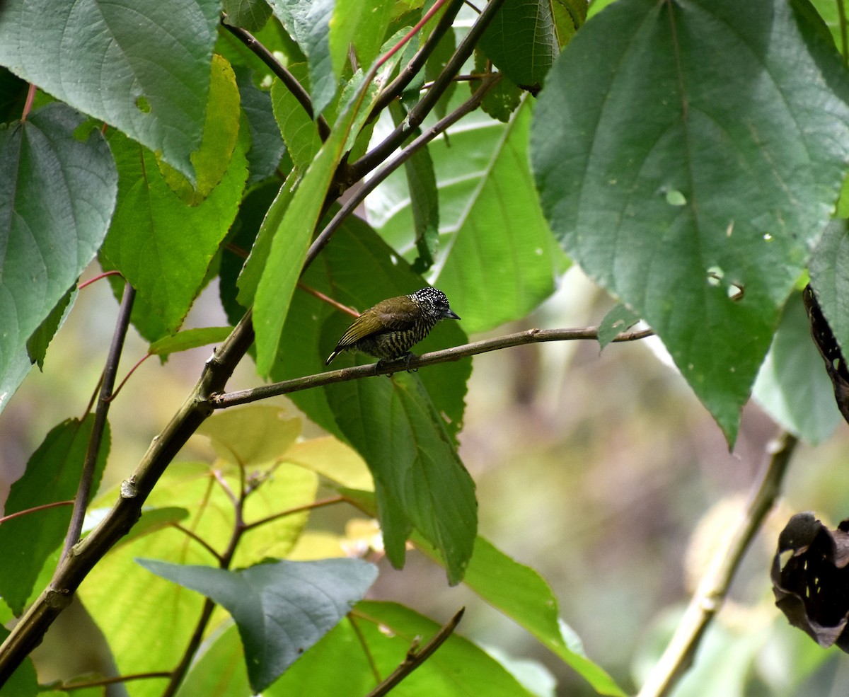 Добаш смугастогрудий - ML645569100