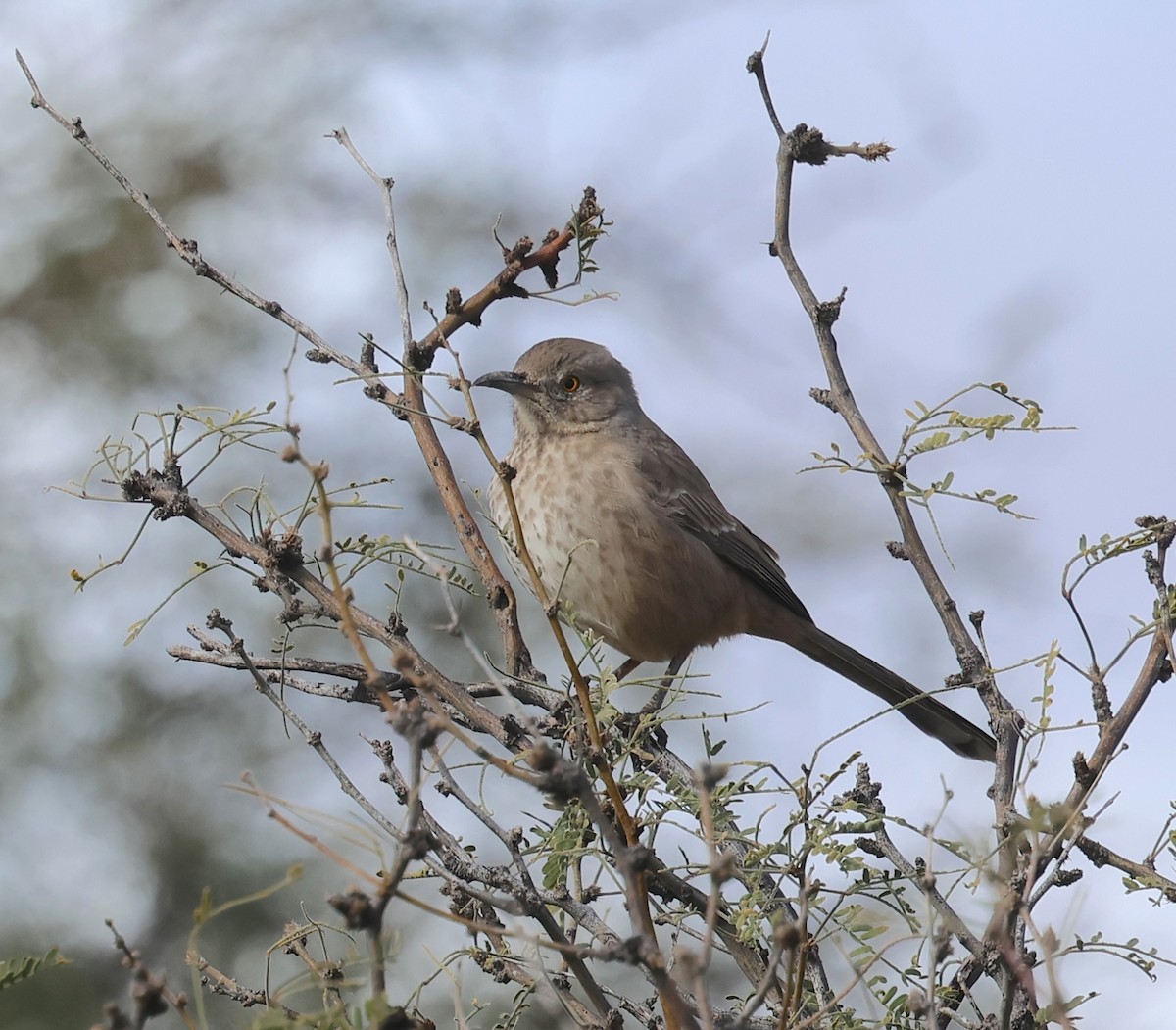 Bendire's Thrasher - ML645569101