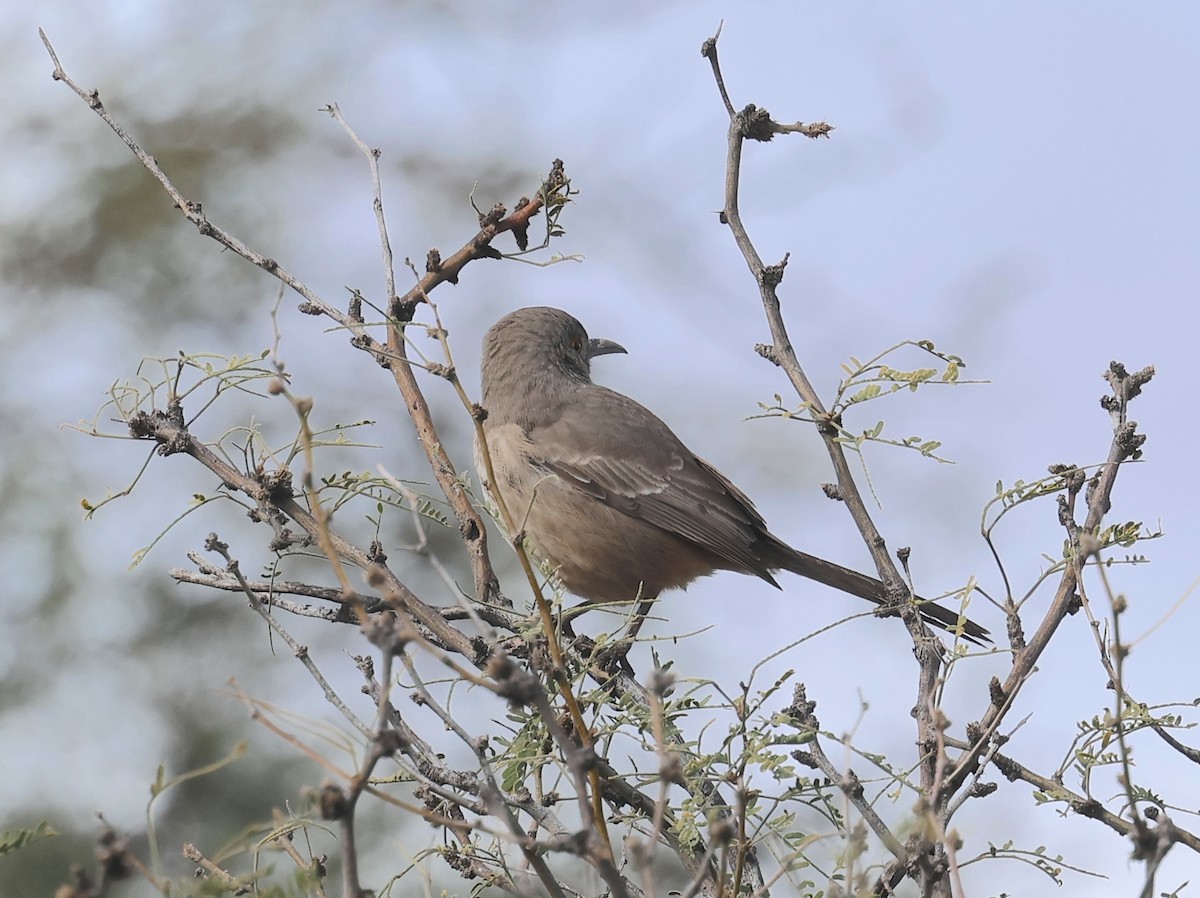 Bendire's Thrasher - ML645569102
