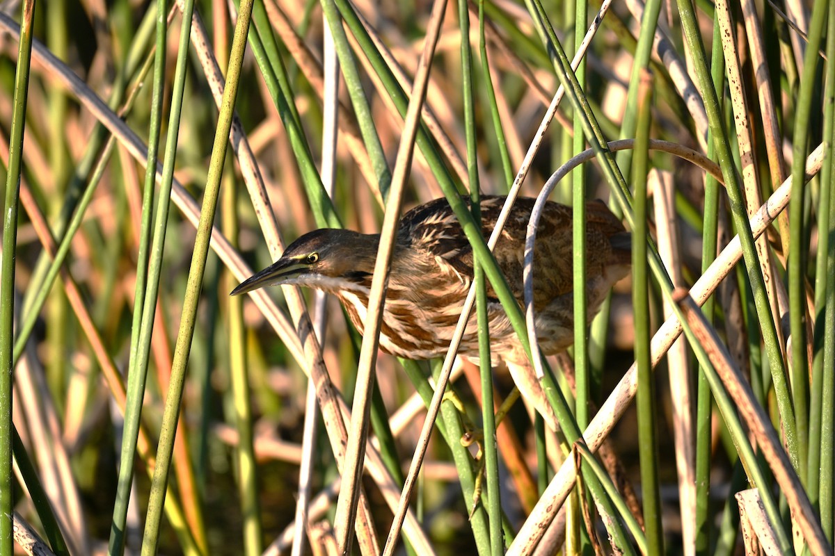 Бугай американський - ML645569107