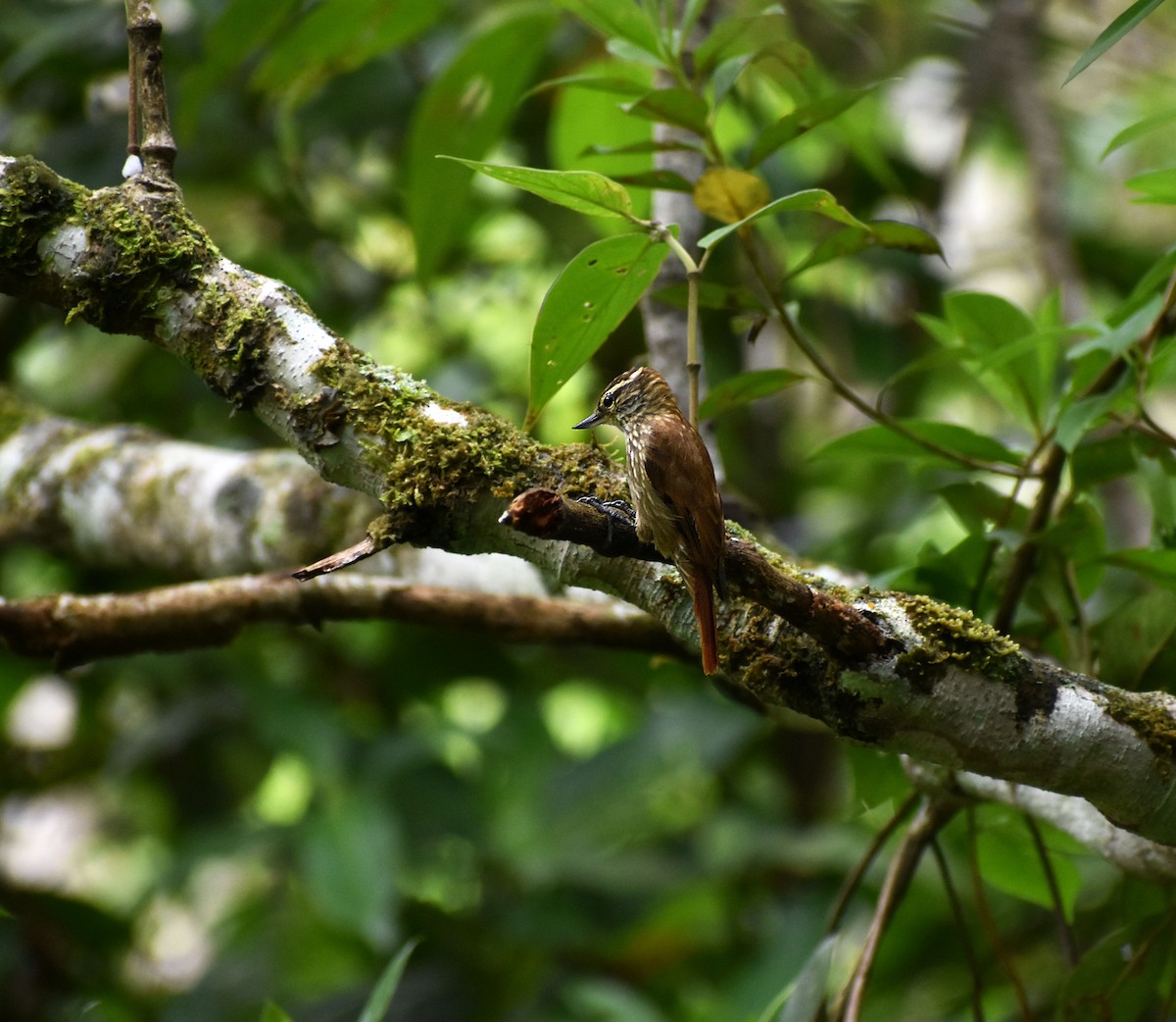 Streaked Xenops - ML645569108