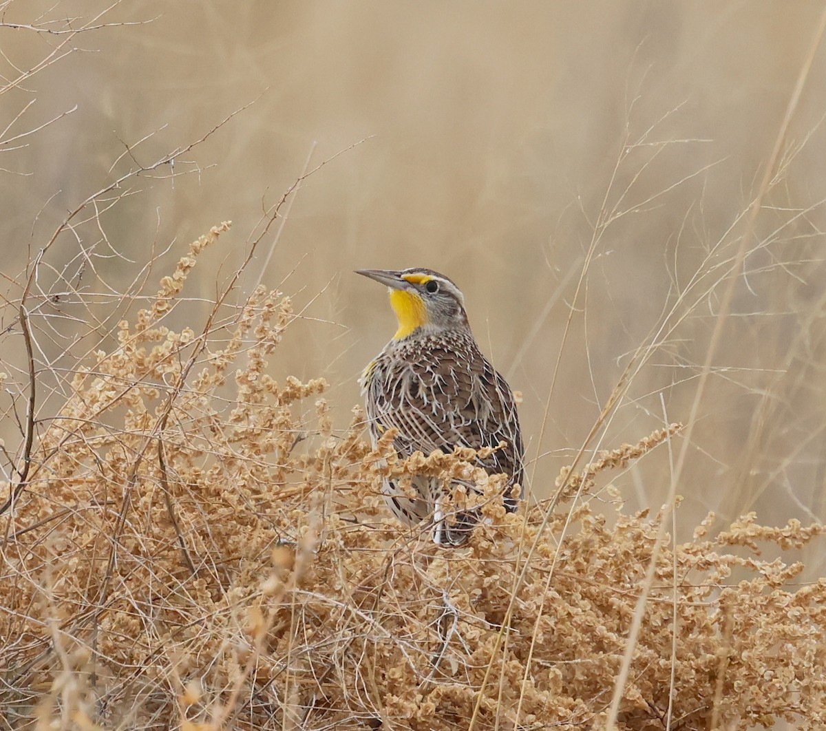 Western Meadowlark - ML645569109