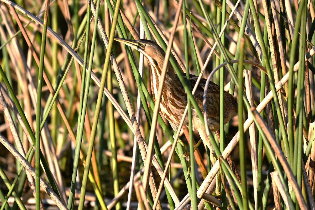 Бугай американський - ML645569111