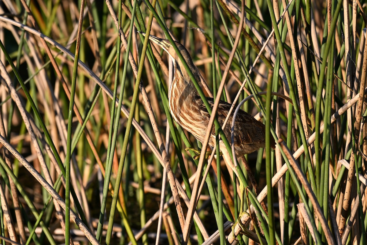 Бугай американський - ML645569123