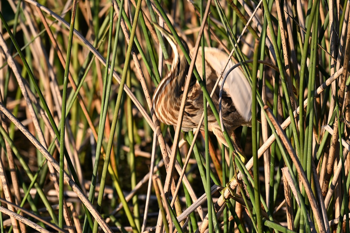 Бугай американський - ML645569138
