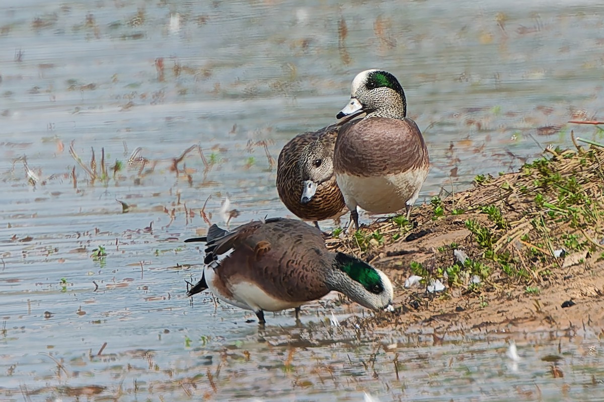 Свищ американський - ML645569145