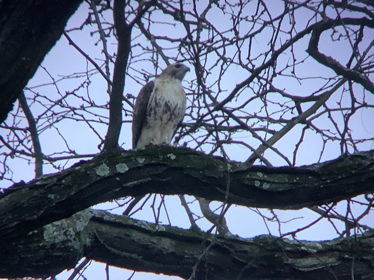 Red-tailed Hawk - ML645569151