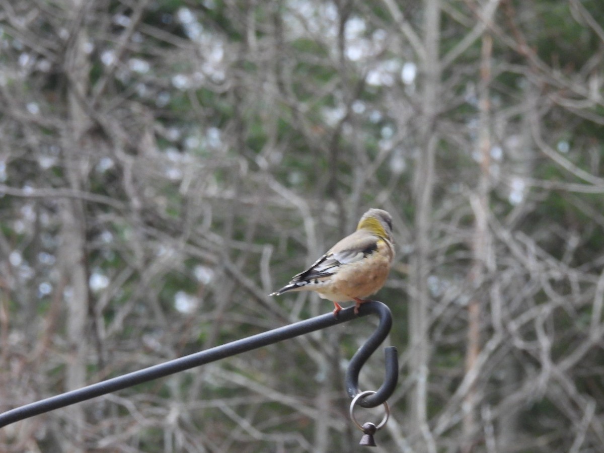 Evening Grosbeak - ML645569157