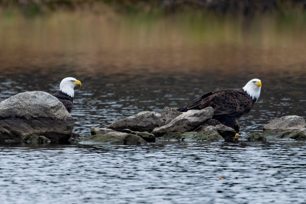 Bald Eagle - ML645569186