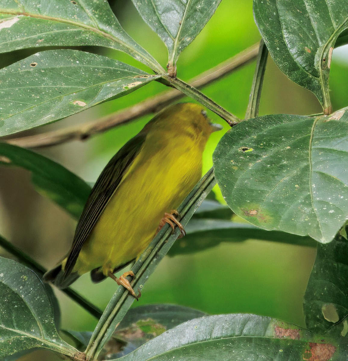 Wilson's Warbler - ML645569187